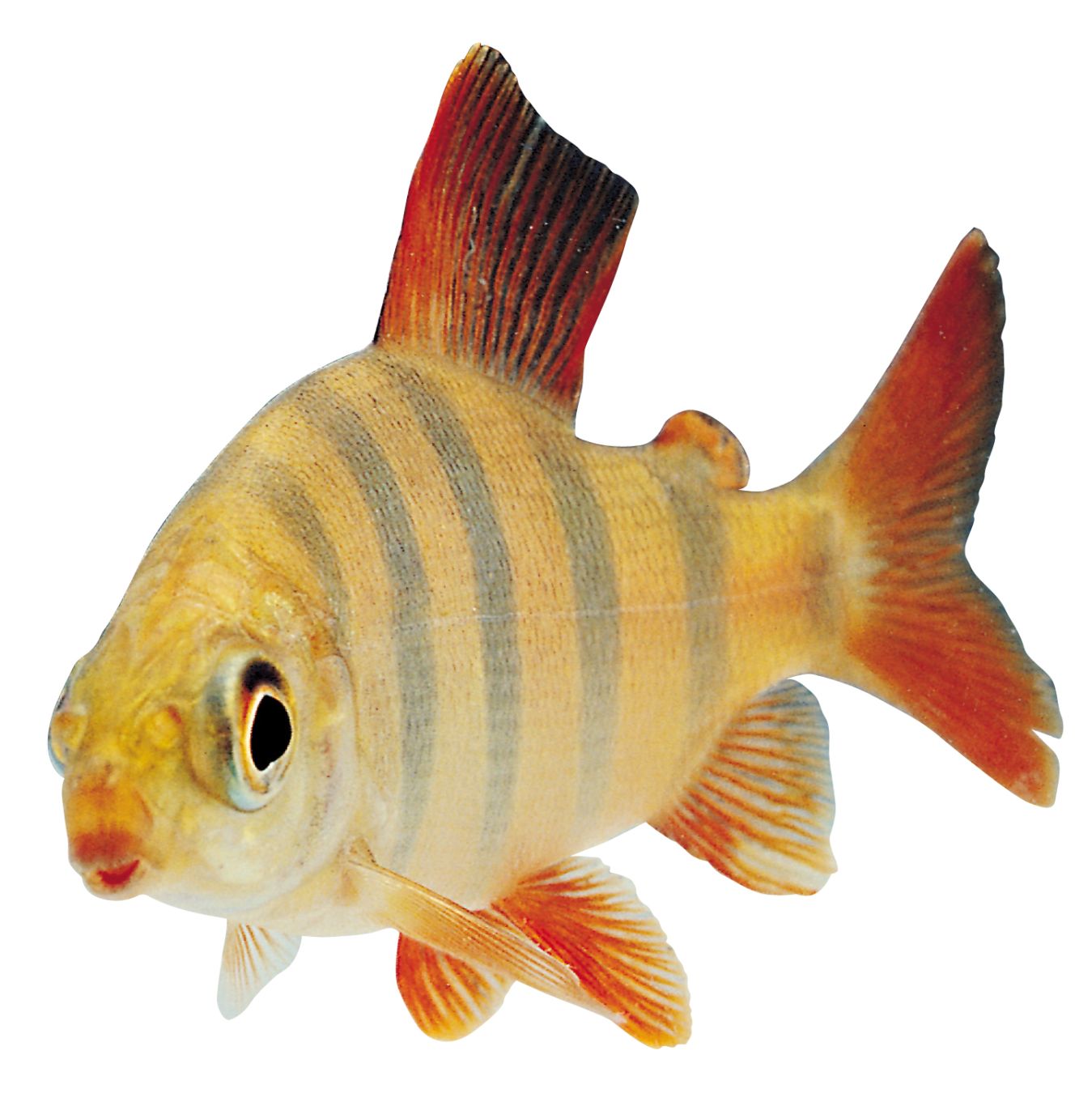 fish PNG image    图片编号:1159