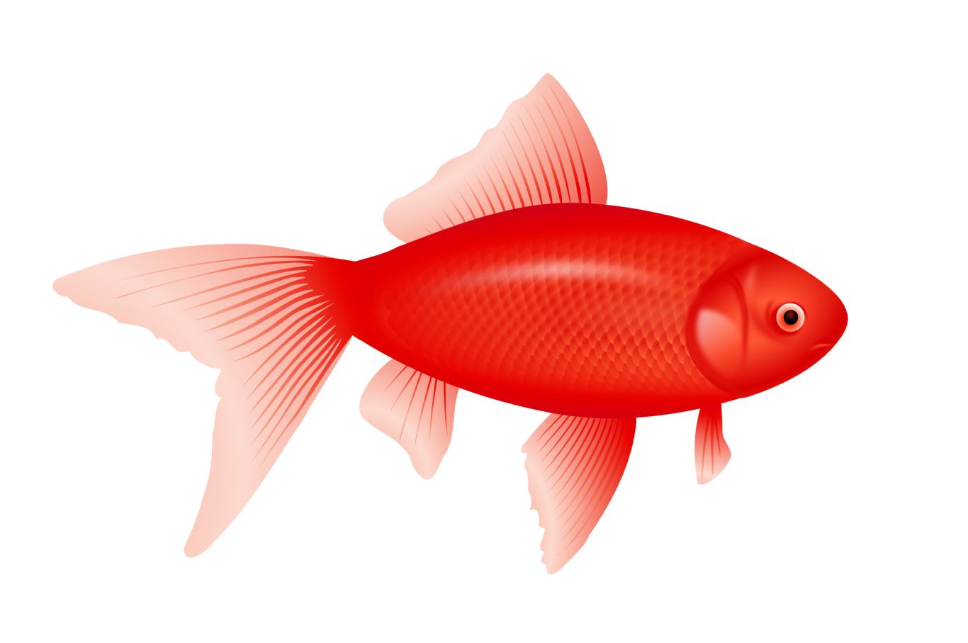 red fish PNG image    图片编号:1162