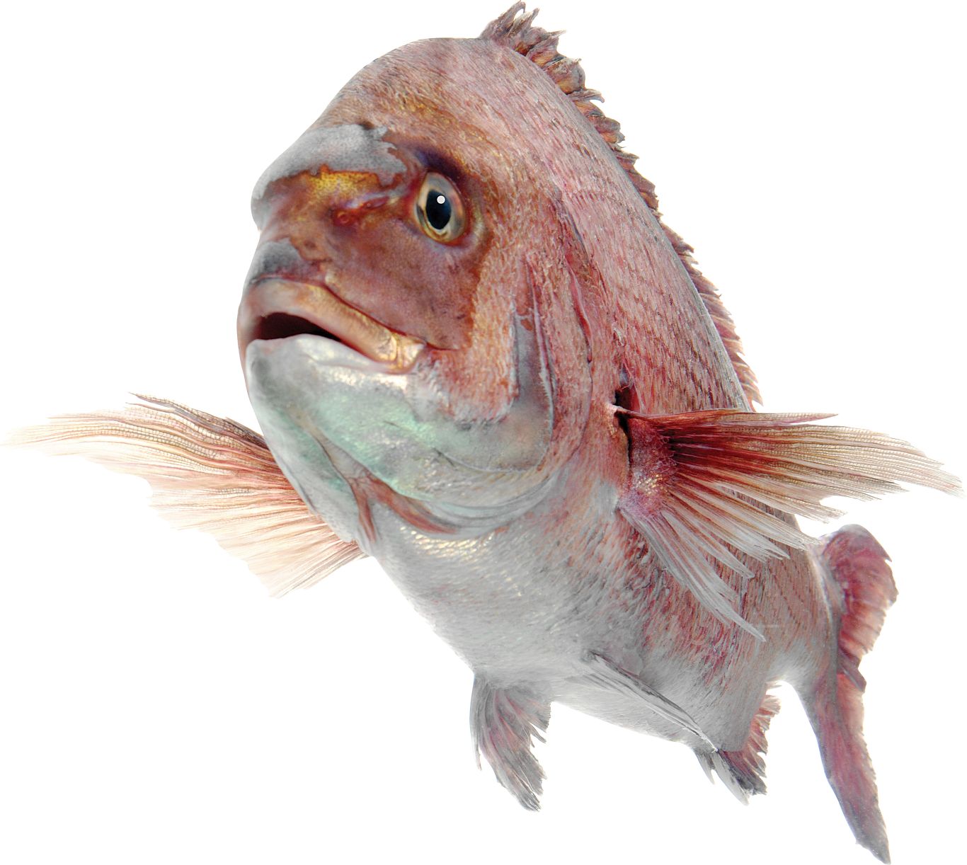 Fish PNG    图片编号:25094