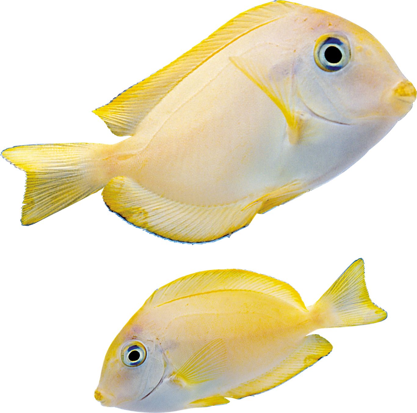 Fish PNG    图片编号:25095