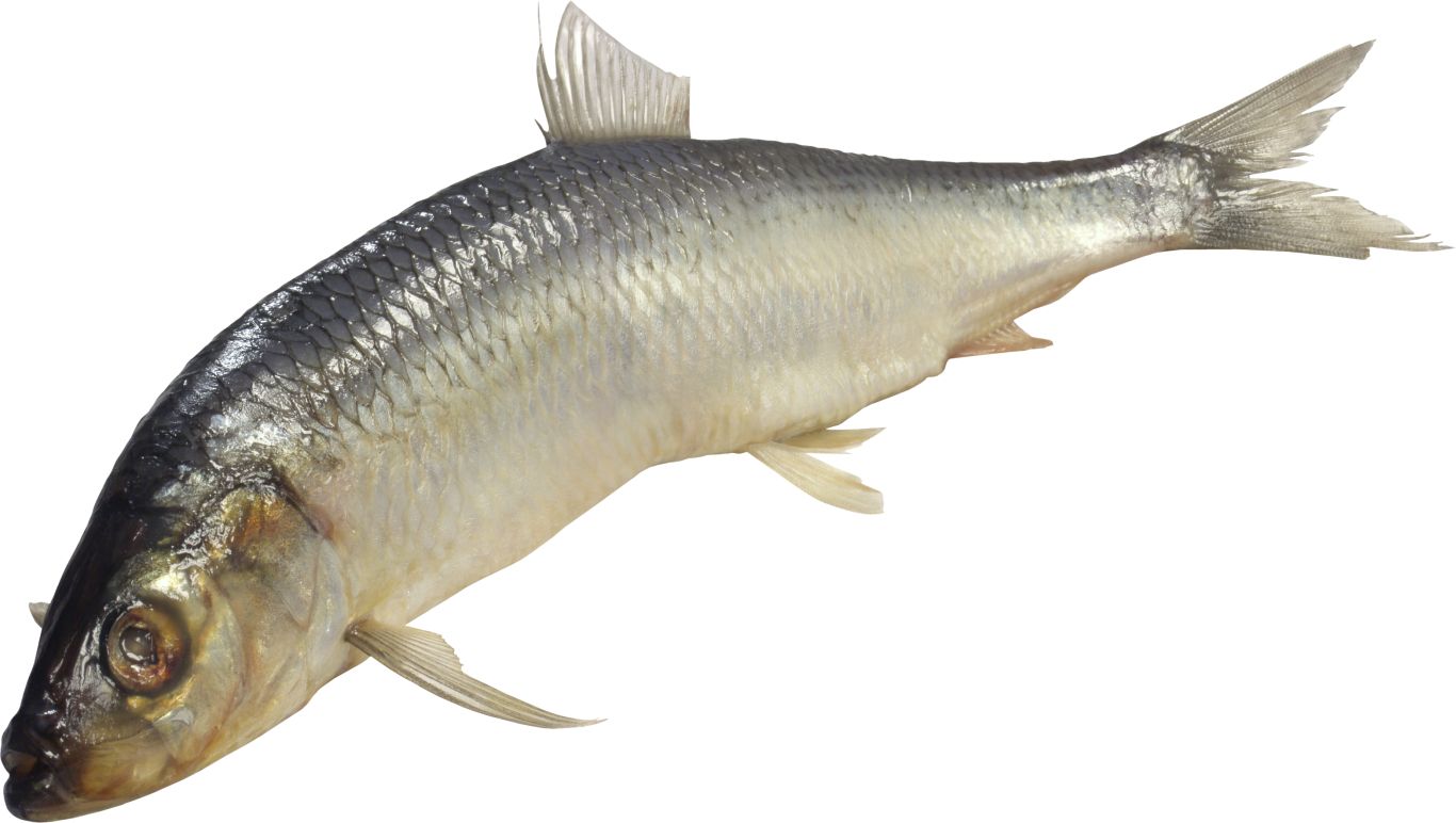 Fish PNG    图片编号:25096