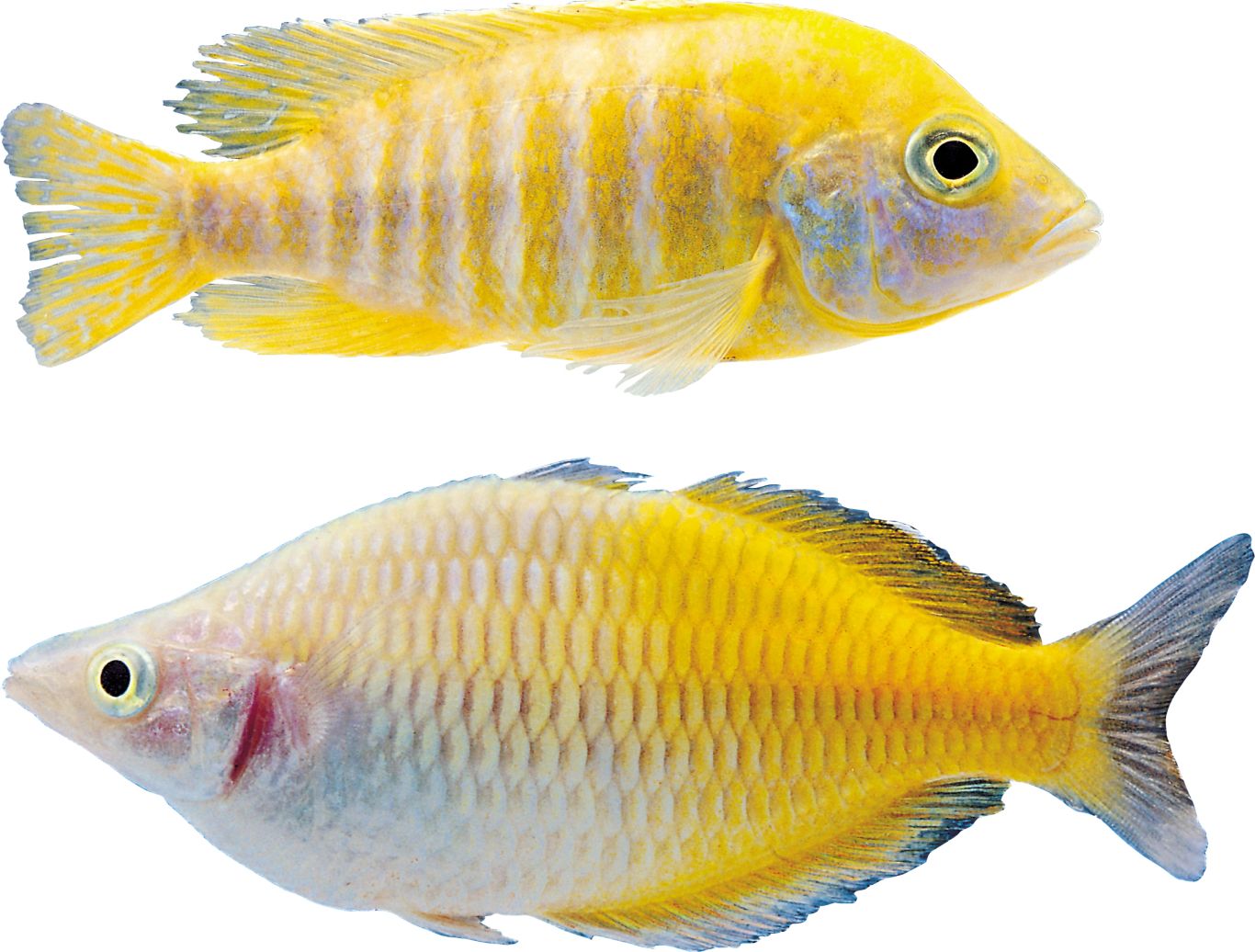 Fish PNG    图片编号:25098