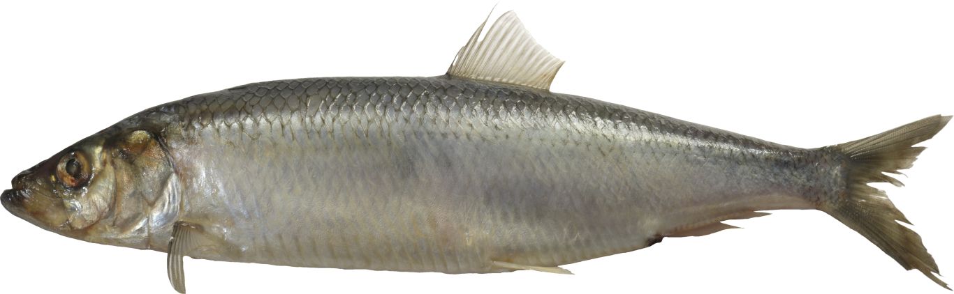 Fish PNG    图片编号:25099
