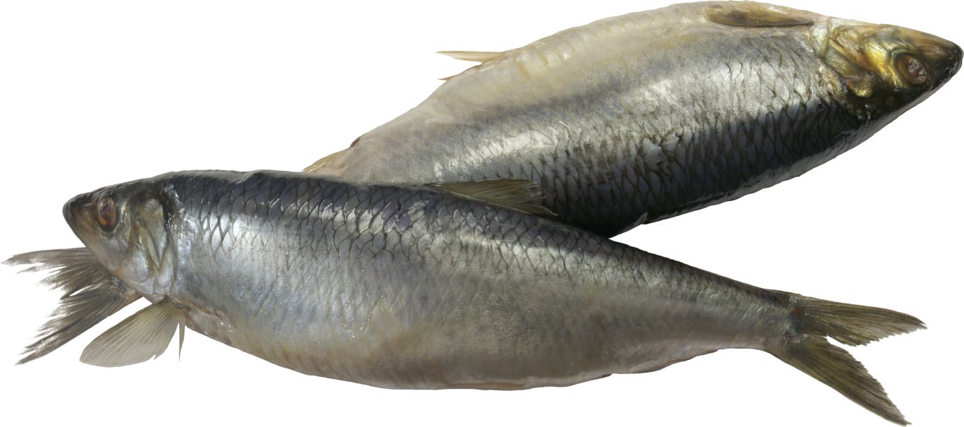 Fish PNG    图片编号:25101