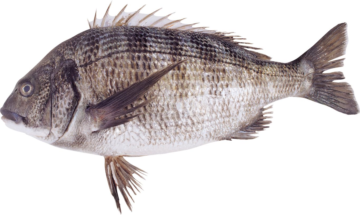 Fish PNG    图片编号:25102