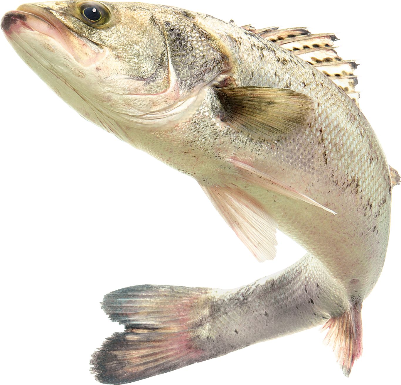 Fish PNG    图片编号:25109