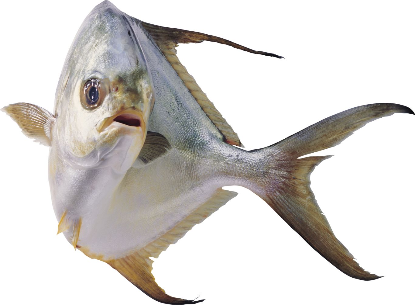 Fish PNG    图片编号:25110