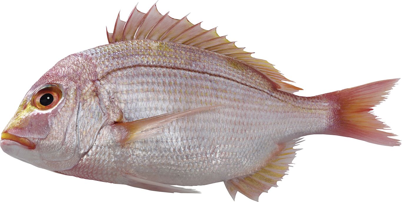 Fish PNG    图片编号:25113