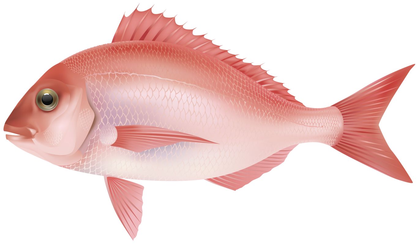 Fish PNG    图片编号:25116