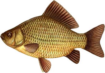 Fish PNG    图片编号:25117