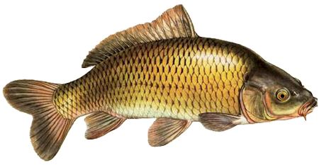 Fish PNG    图片编号:25125