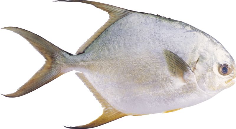 Fish PNG    图片编号:25126