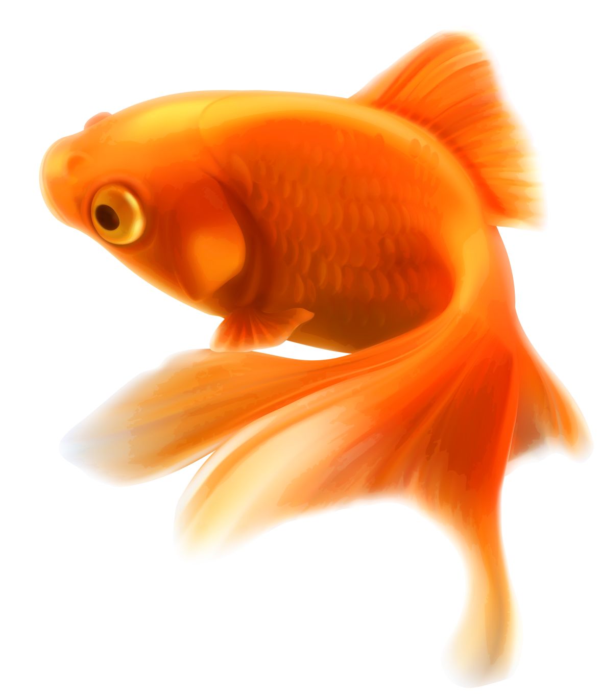 Fish PNG    图片编号:25129