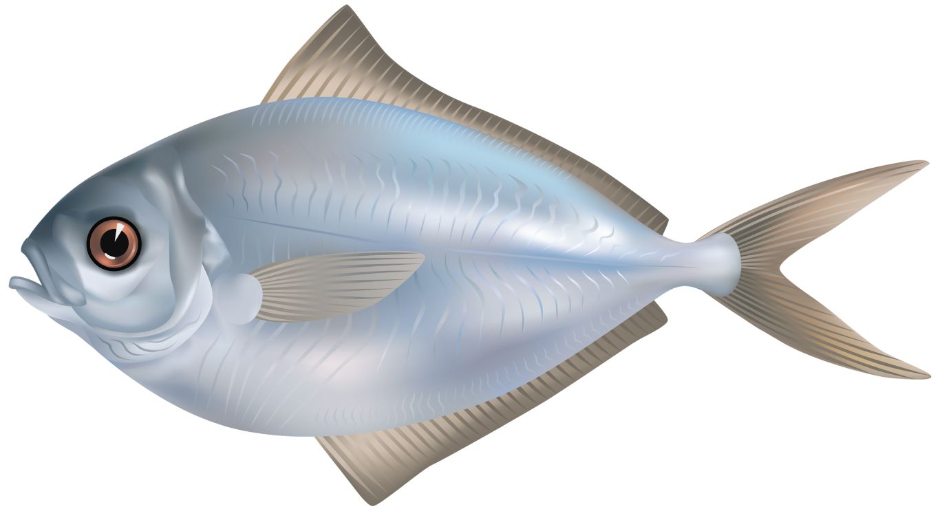 Fish PNG    图片编号:25130