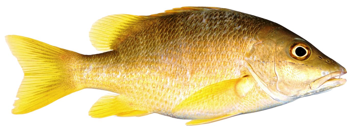 Fish PNG    图片编号:25135