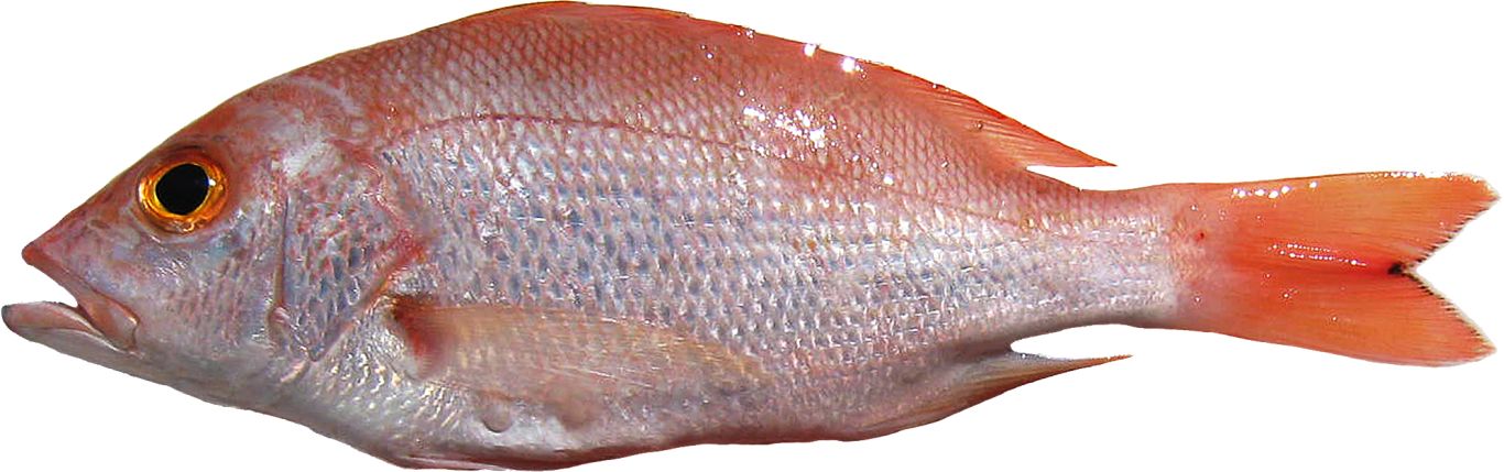 Fish PNG    图片编号:25140