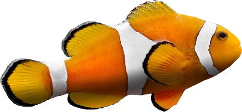 Fish PNG    图片编号:25146