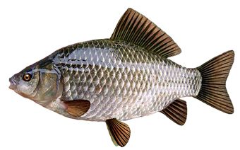 Fish PNG    图片编号:25147