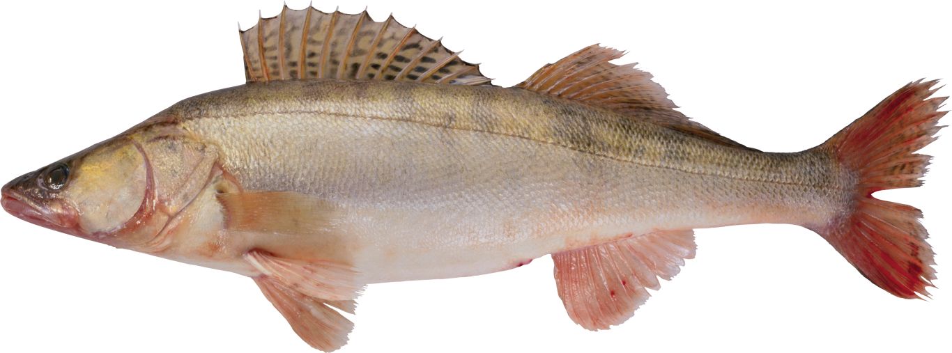 Fish PNG    图片编号:25148
