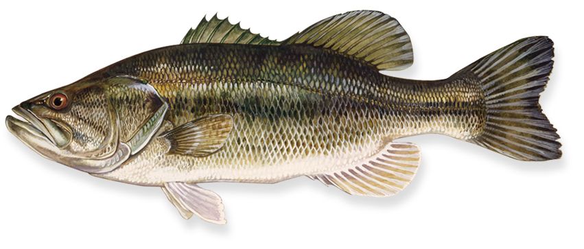 Fish PNG    图片编号:25152