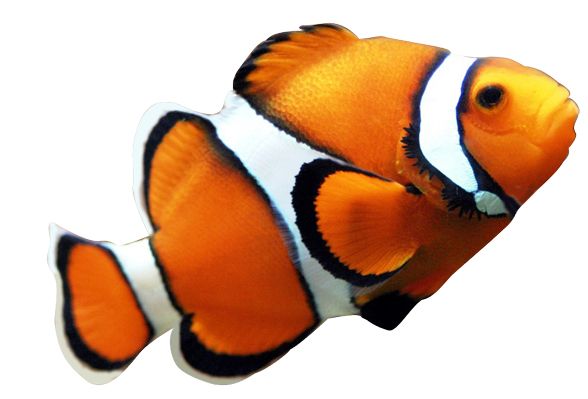 Fish PNG    图片编号:25153
