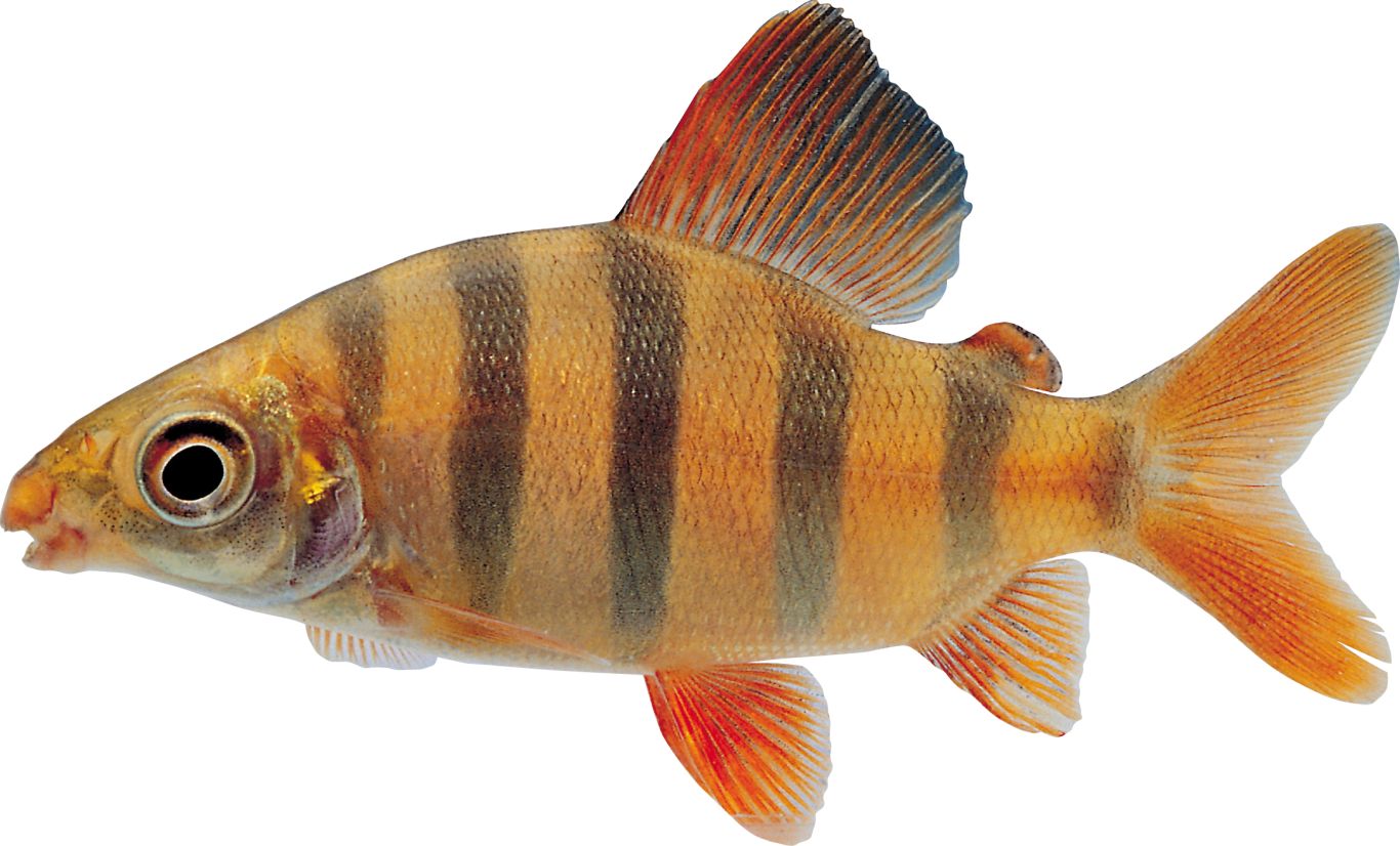 Fish PNG    图片编号:25161