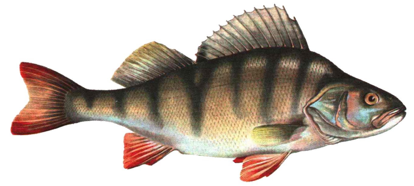 Fish PNG    图片编号:25164