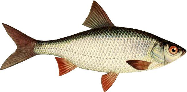 Fish PNG    图片编号:25165