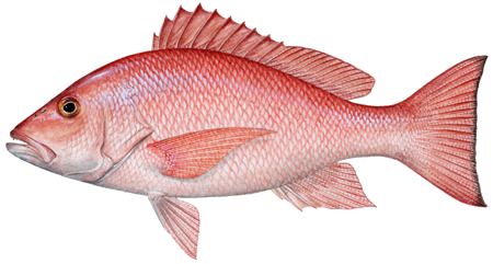 Fish PNG    图片编号:25167