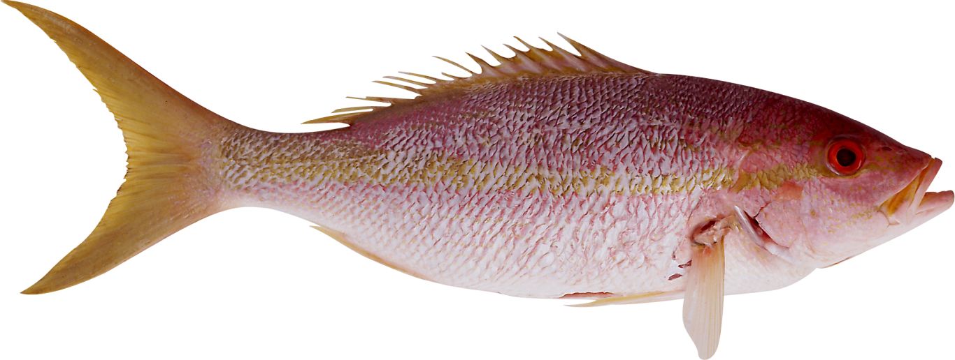 Fish PNG    图片编号:25172