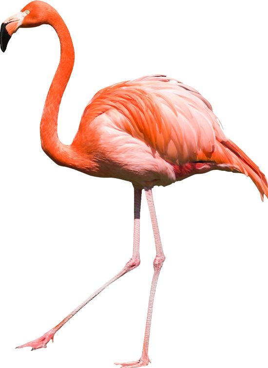 Flamingo PNG    图片编号:15093