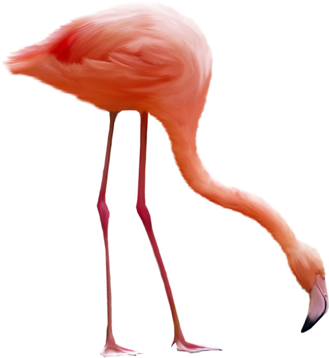 Flamingo PNG    图片编号:15094