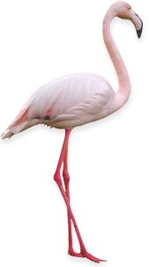 Flamingo PNG    图片编号:15095