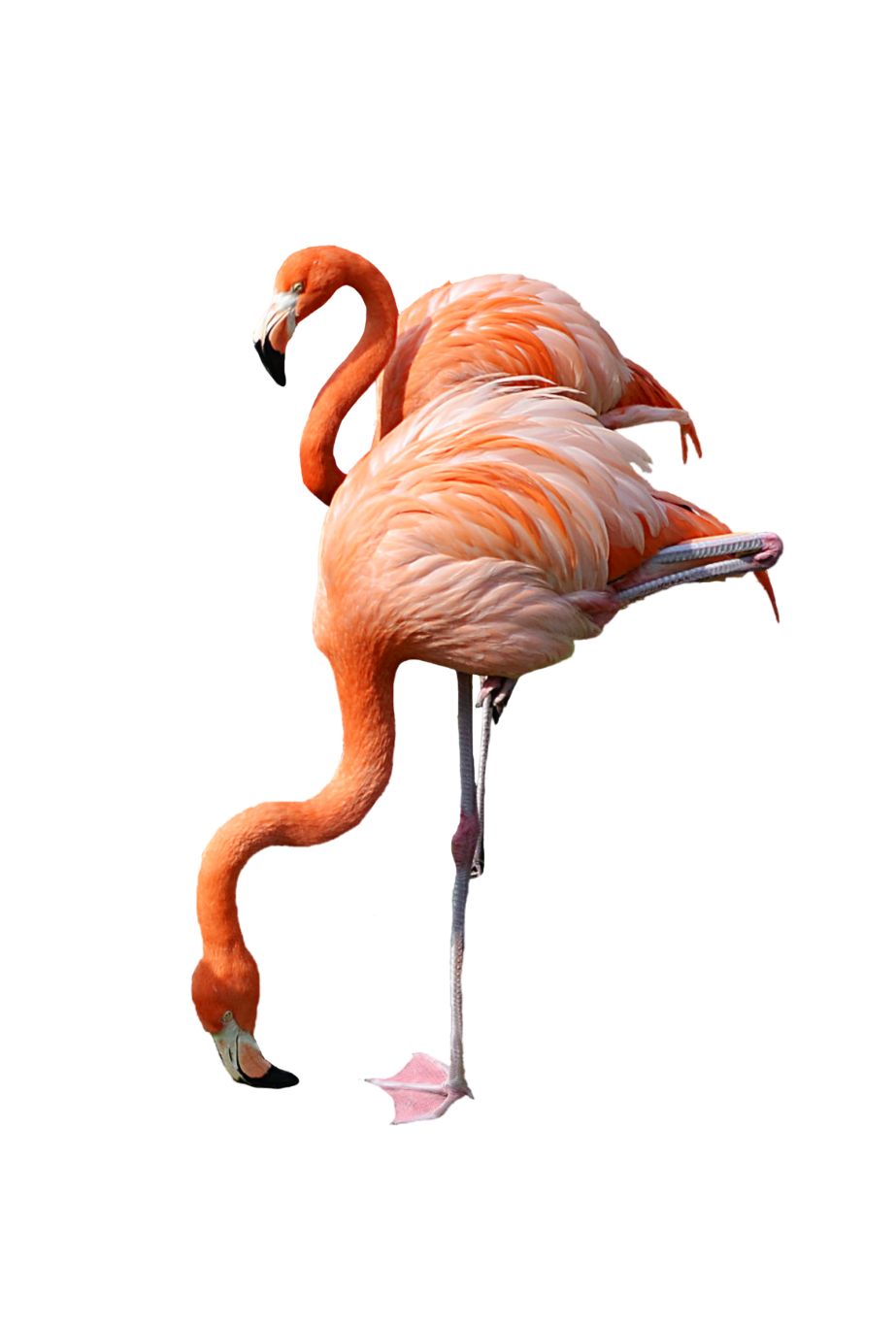 Flamingo PNG    图片编号:15097