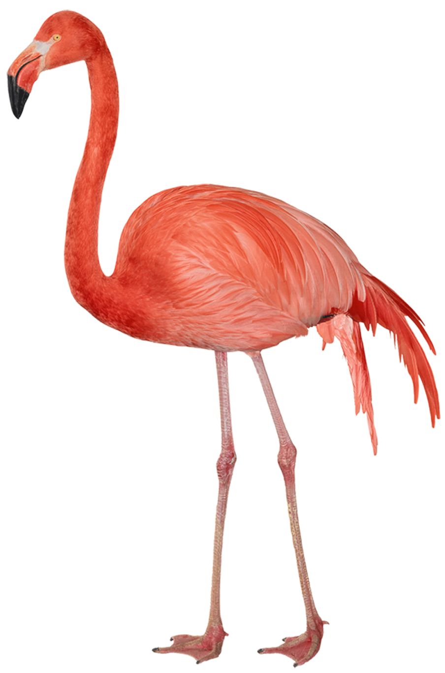 Flamingo PNG    图片编号:15098