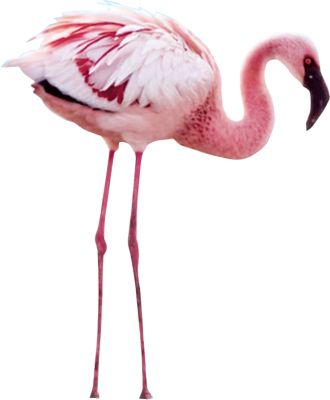 Flamingo PNG    图片编号:15099