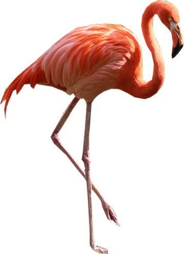 Flamingo PNG    图片编号:15100