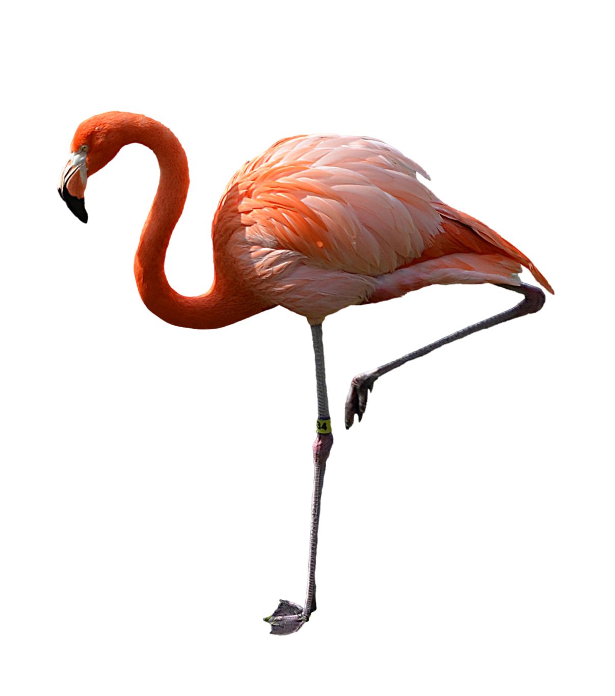 Flamingo PNG    图片编号:15101
