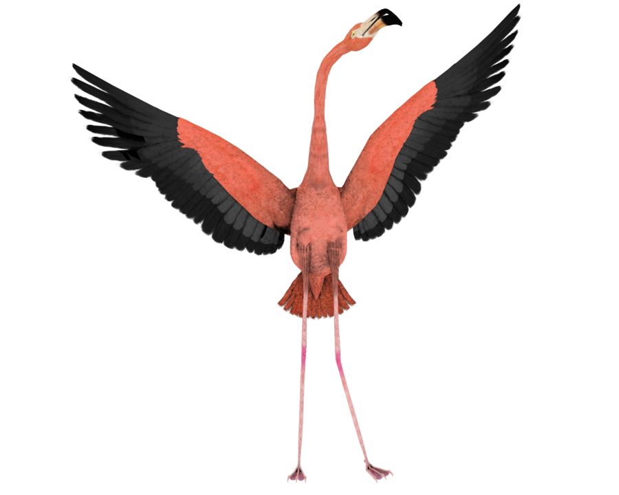 Flamingo PNG    图片编号:15103