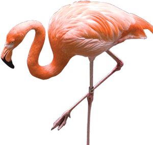 Flamingo PNG    图片编号:15105