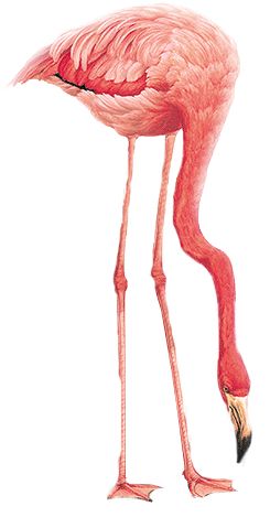 Flamingo PNG    图片编号:15106