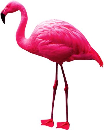 Flamingo PNG    图片编号:15107