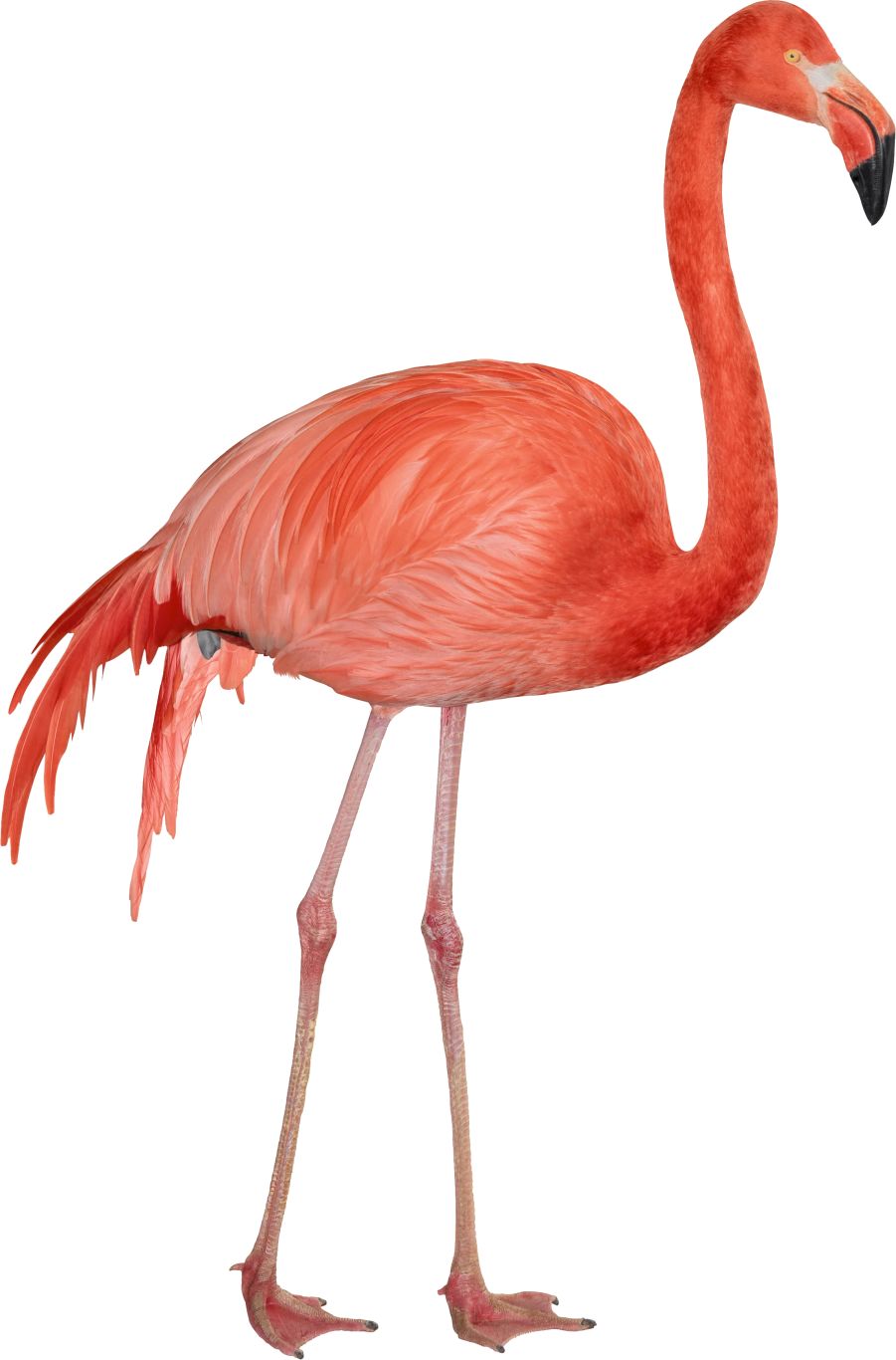 Flamingo PNG    图片编号:15108