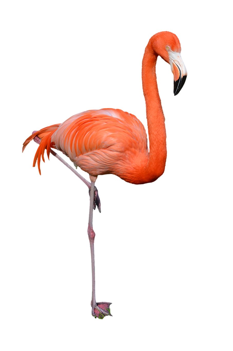 Flamingo PNG    图片编号:15110