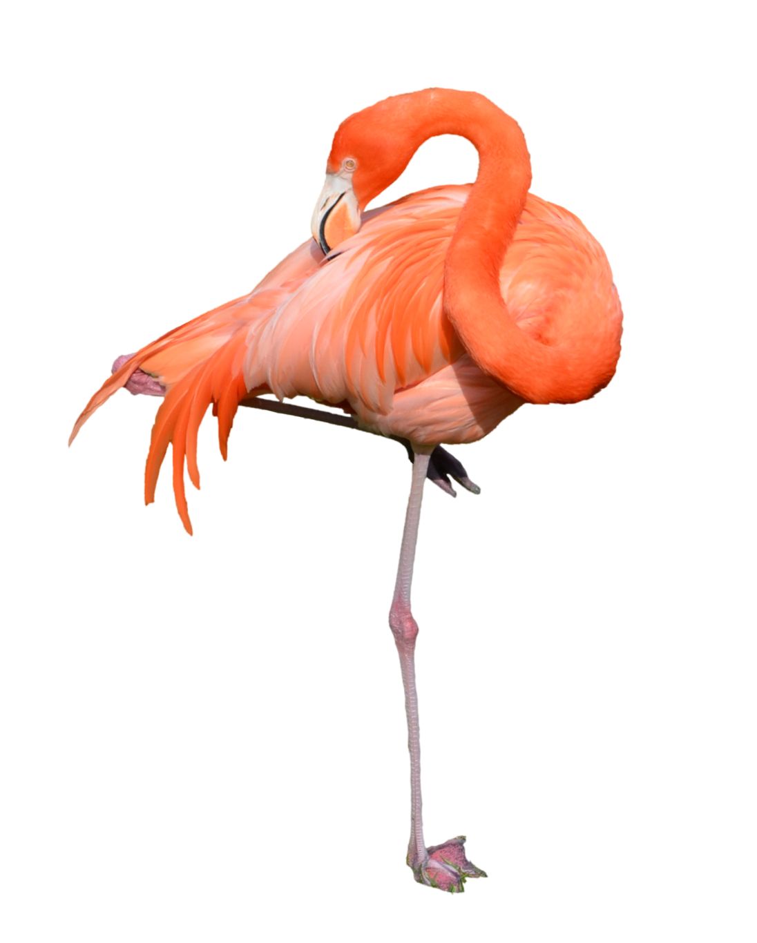 Flamingo PNG    图片编号:15111
