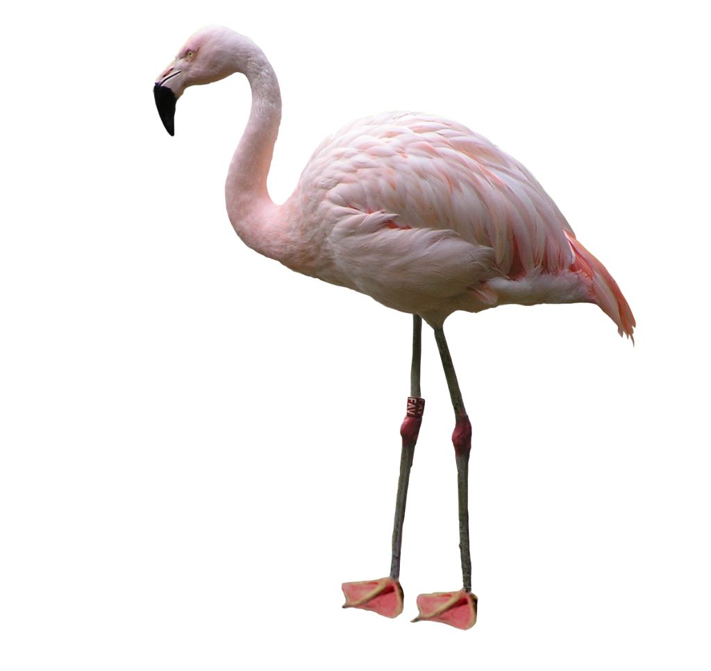 Flamingo PNG    图片编号:15112