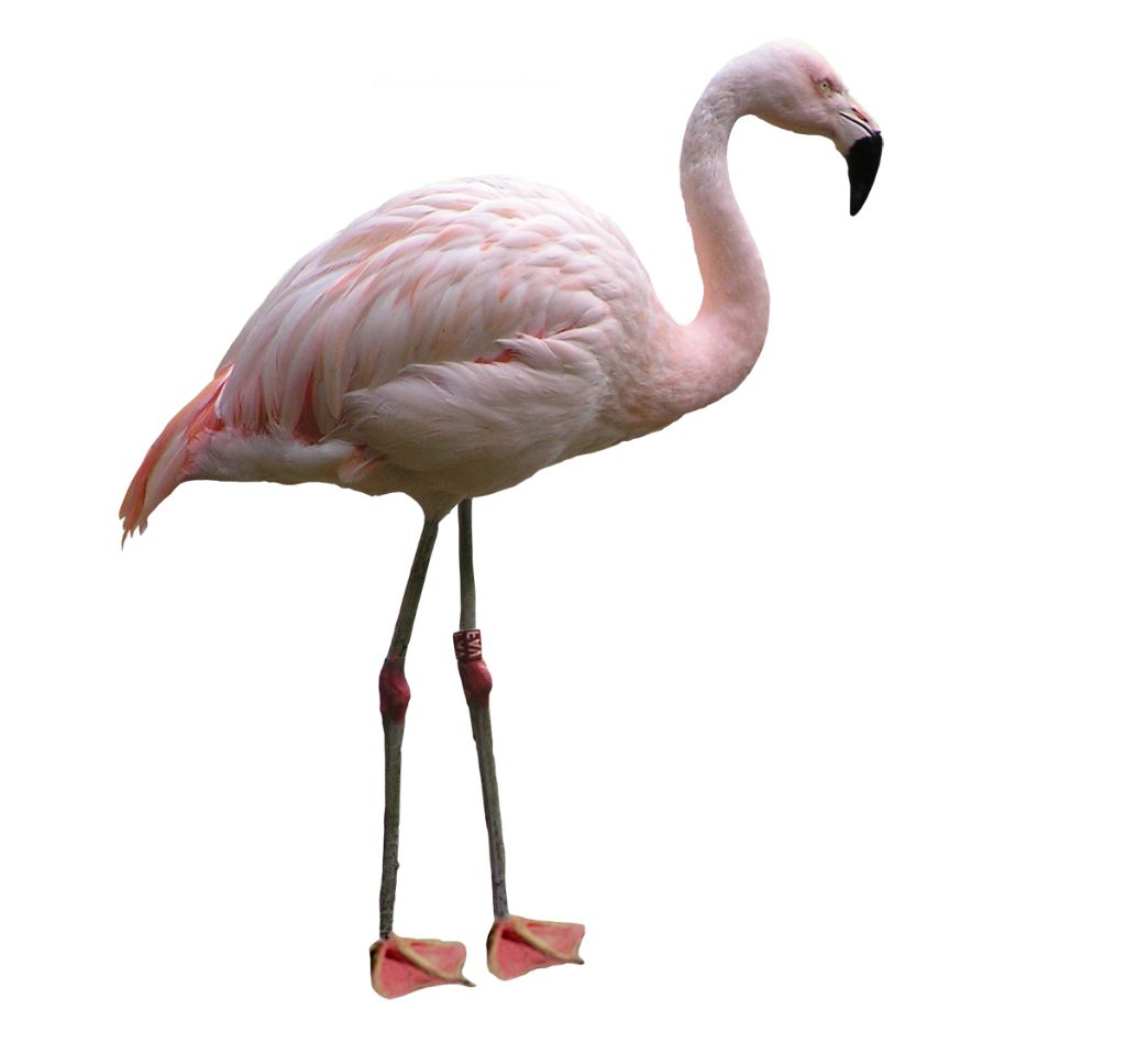 Flamingo PNG    图片编号:15113