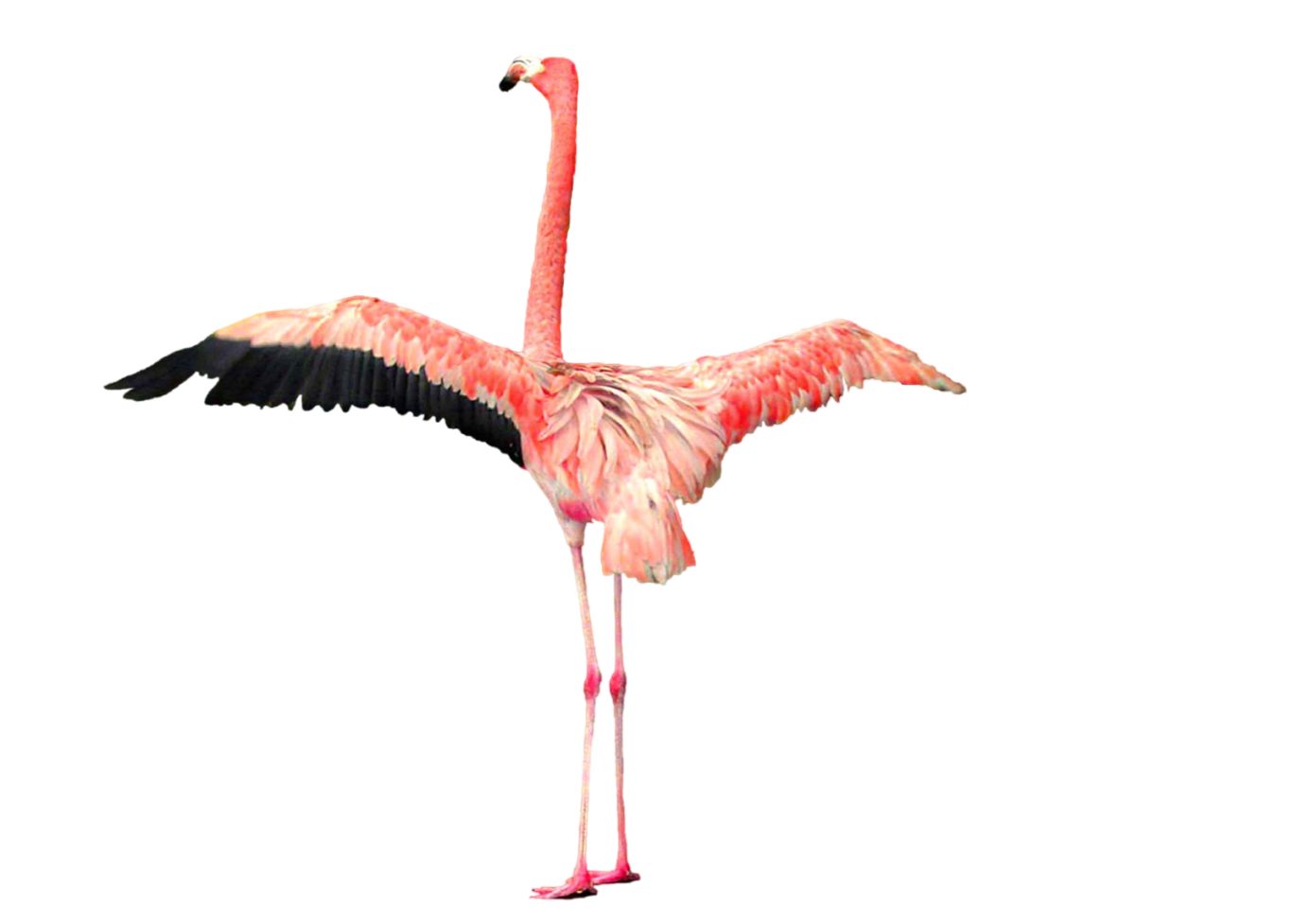 Flamingo PNG    图片编号:15115