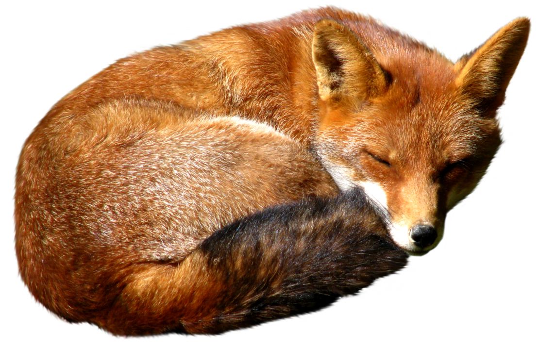 Fox PNG    图片编号:23137