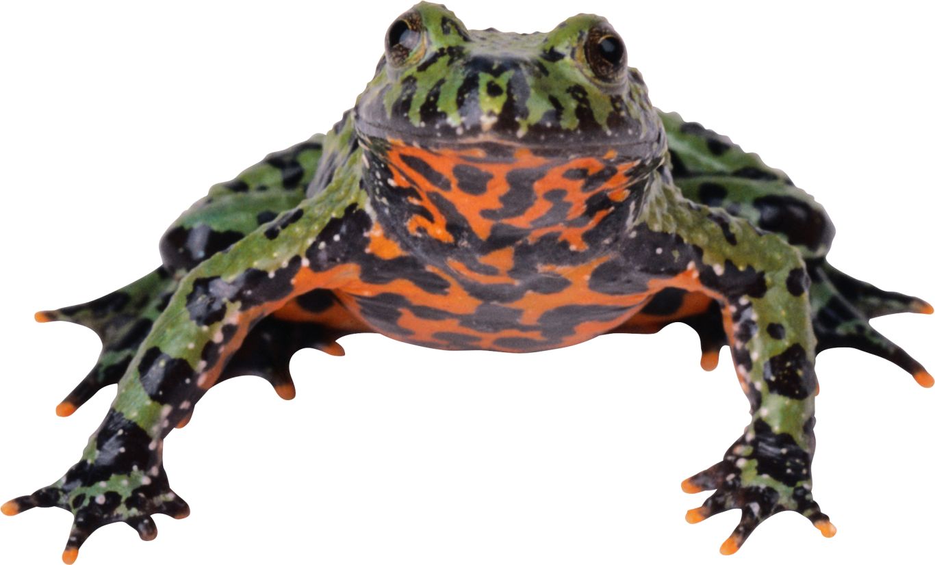 Frog PNG    图片编号:35722